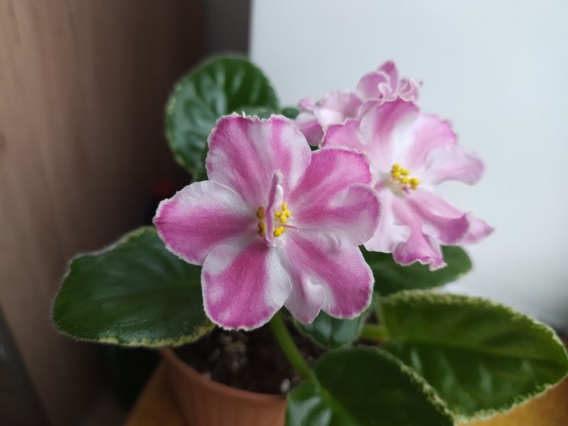 8 martie 2023 - VaT Britni