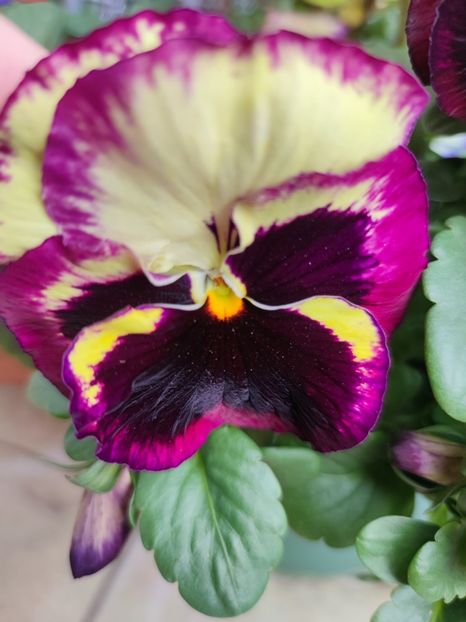 La mulți tuturor femeilor!❤️❤️❤️ - 0 0 2023