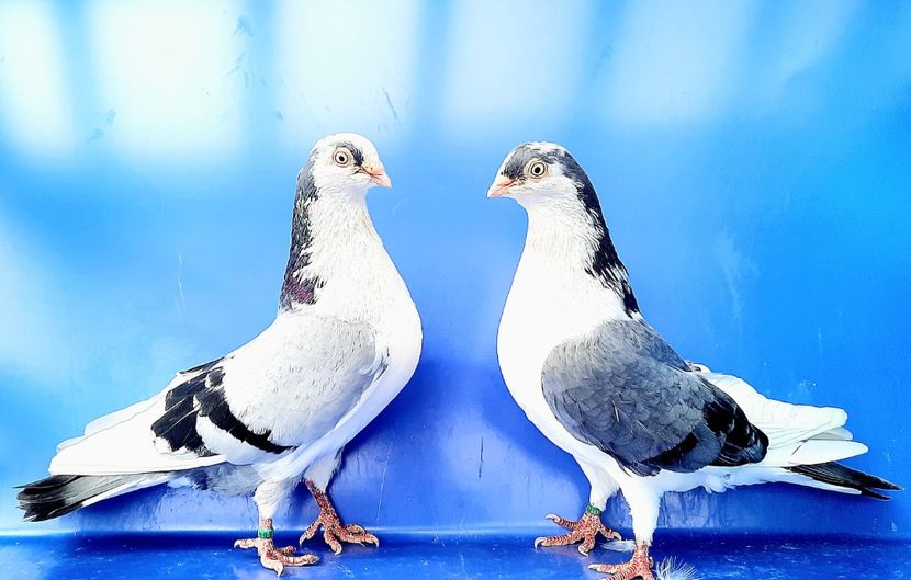 Perechea  64 - B - Perechi 2023