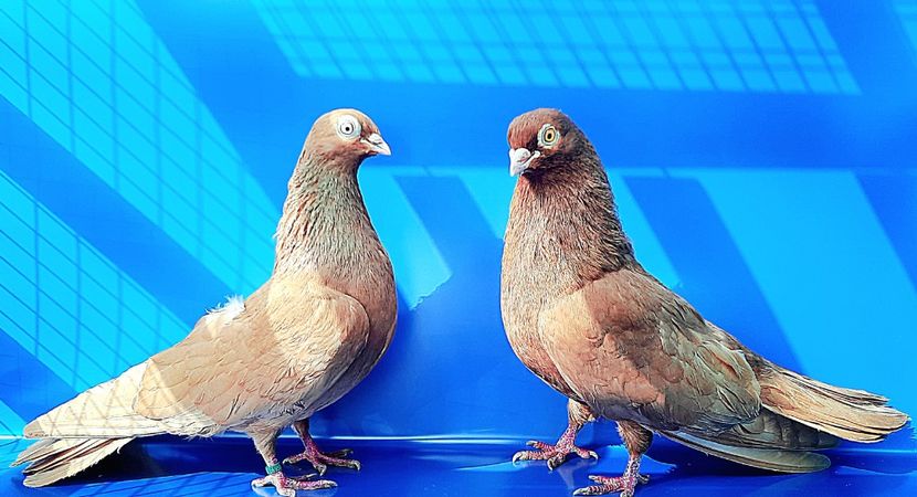 Perechea  30 - B - Perechi 2023