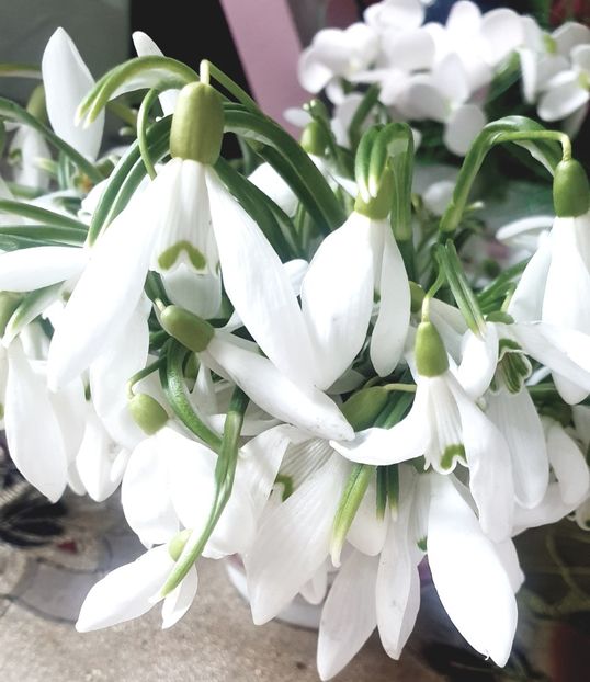 Bună! 8 Martie fericit! ♥︎ - - P - Fotografii