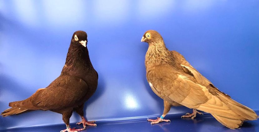 Perechea  32 - B - Perechi 2023