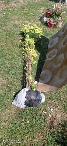  - 0-1 Ligustrum Ovalifolium Variegat Disponibil 2025