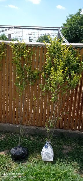  - 0-1 Ligustrum Ovalifolium Variegat Disponibil 2025