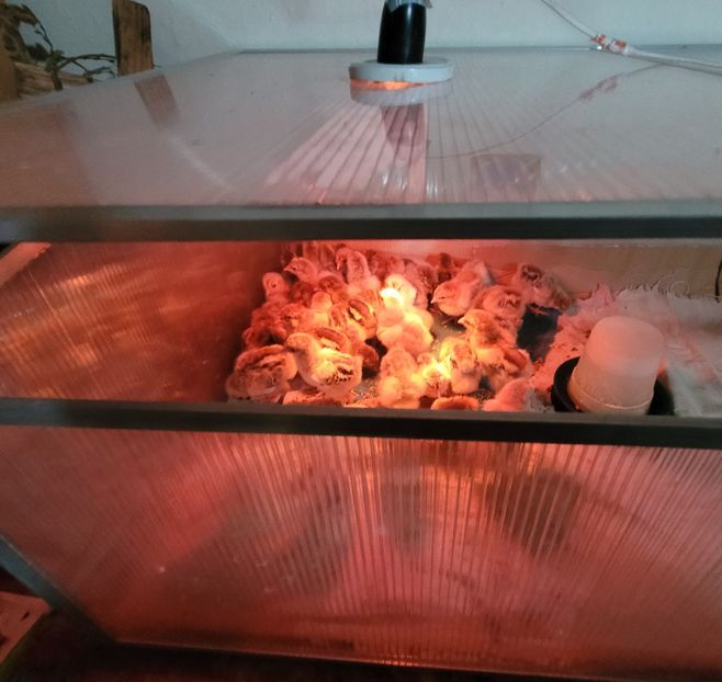 Seria I - a__Pui și tineret brahma 2023