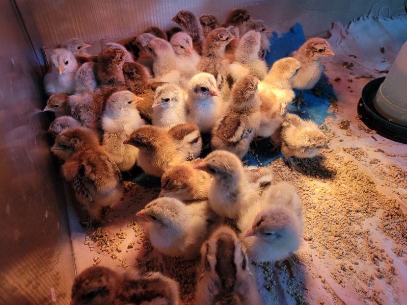  - a__Pui și tineret brahma 2023