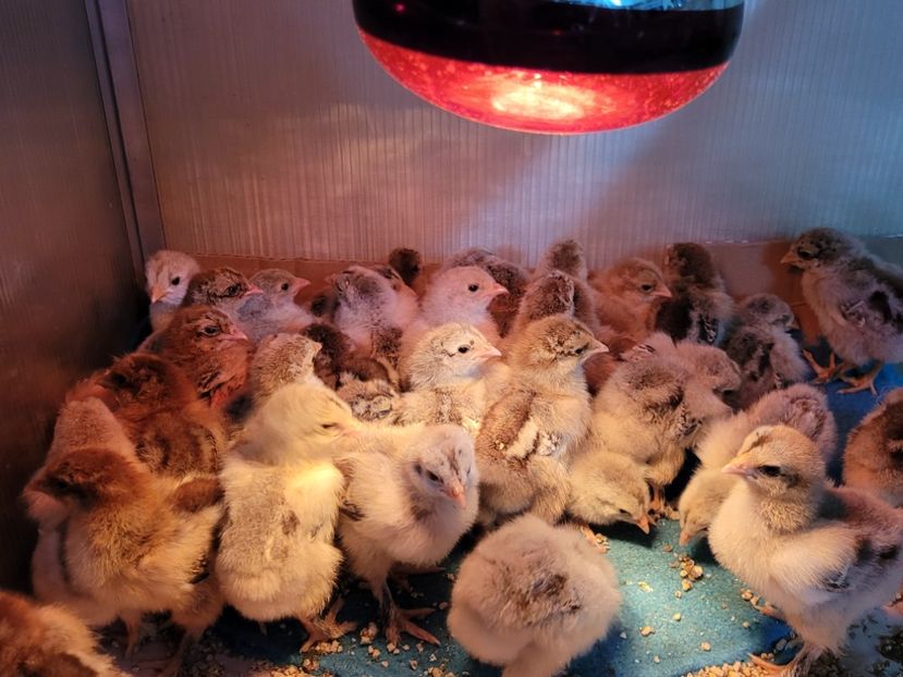  - a__Pui și tineret brahma 2023