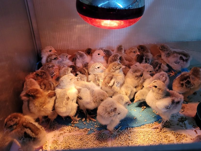  - a__Pui și tineret brahma 2023