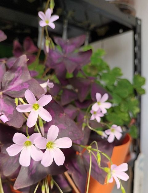 Multumesc Myre! ❤️❤️❤️ - E primăvară-n balcon