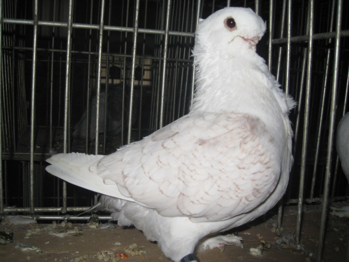 IMG_2860 - Pancevo 2010