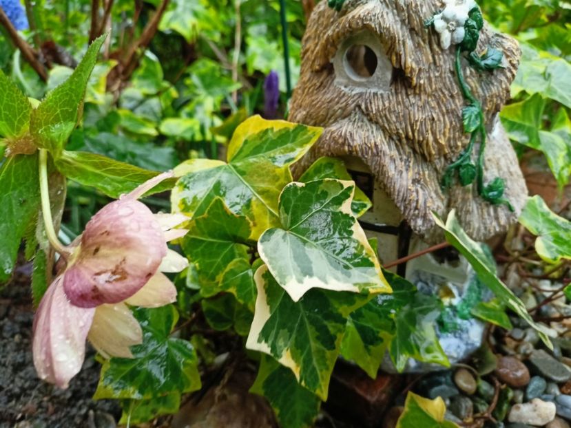 Helleborus "Double Apricot" - Grădina 2023