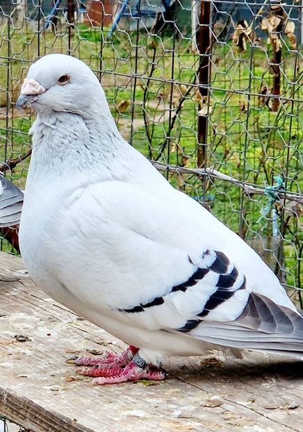  - MATCĂ 2023