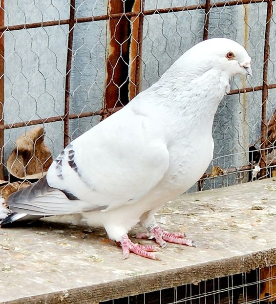  - MATCĂ 2023