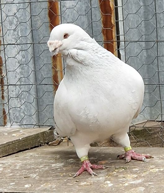  - MATCĂ 2023