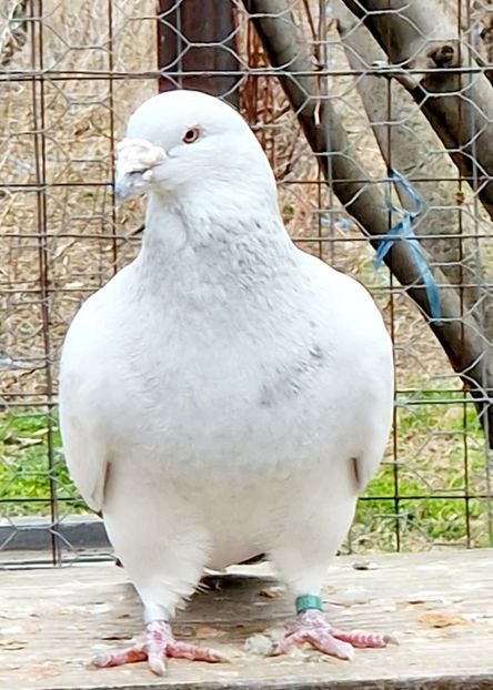  - MATCĂ 2023