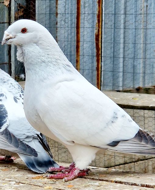  - MATCĂ 2023