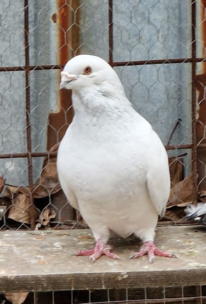  - MATCĂ 2023