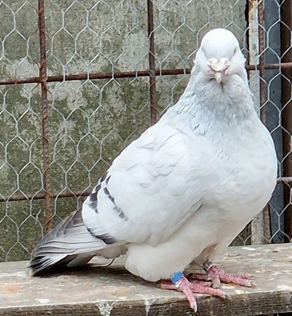  - MATCĂ 2023