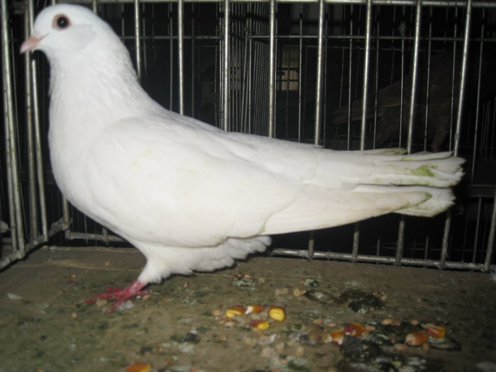 IMG_2876 - Pancevo 2010