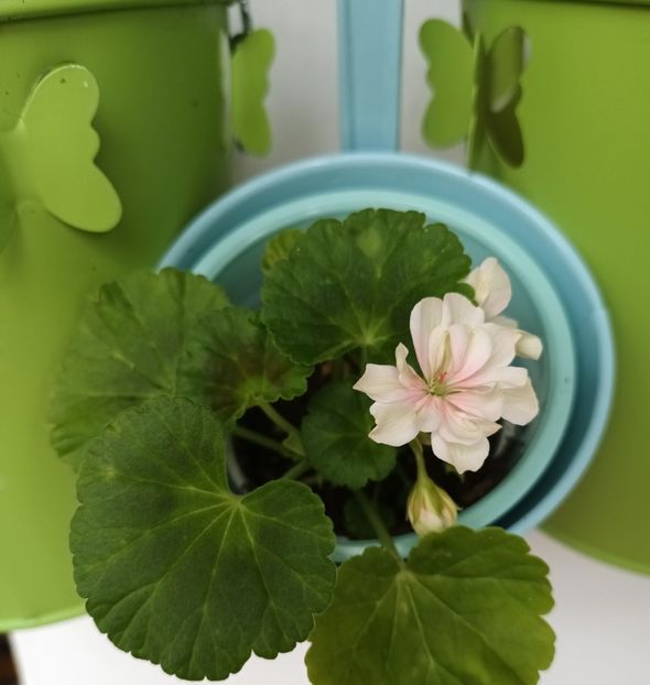 Azi inflorita - Muscate