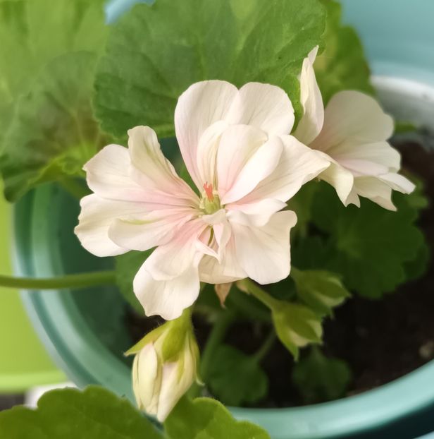 Friob Woods - Muscate