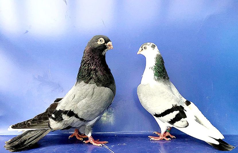 Perechea  62 - B - Perechi 2023