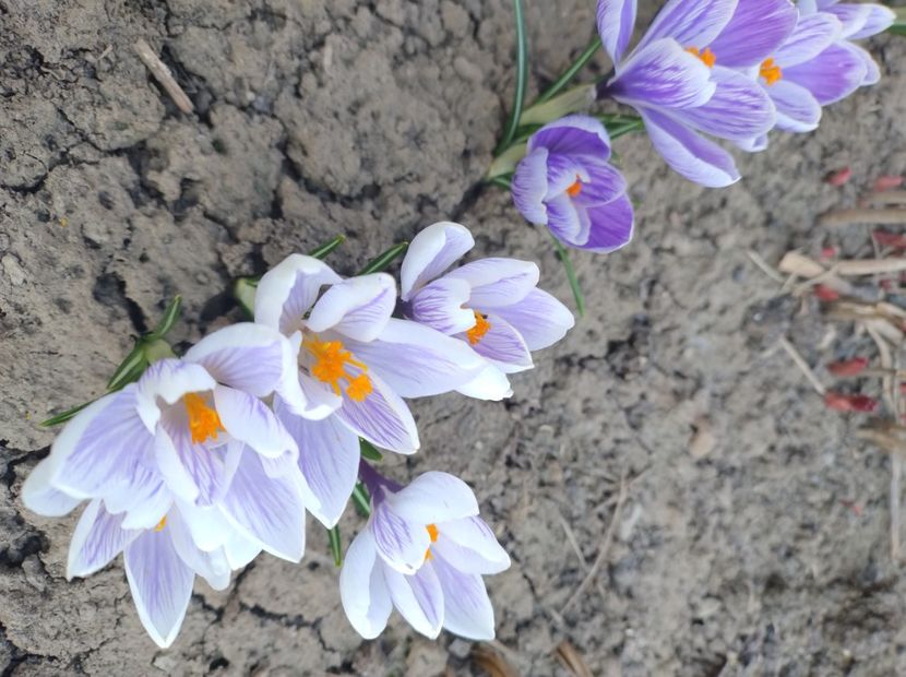  - Flori de gradina-2023