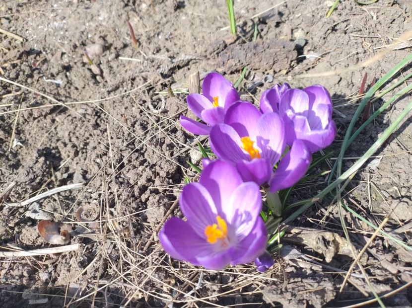  - Flori de gradina-2023