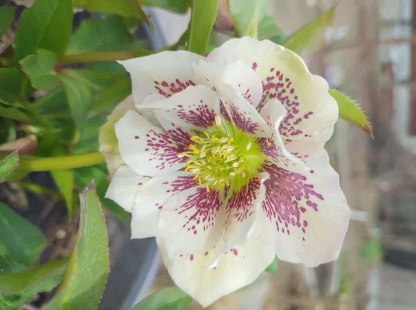  - Flori de gradina-2023