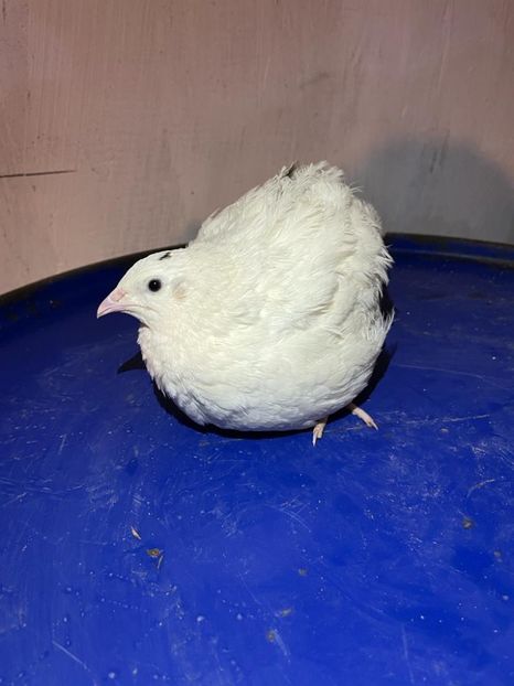 IMG-20230307-WA0016 - De vânzare prepelițe