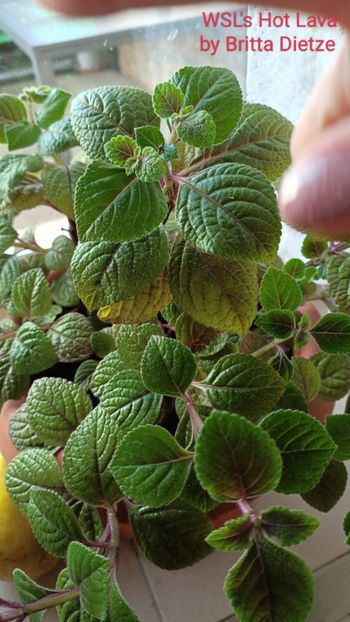 Pt Marylou - Sinningia SRGs Britta Dietze