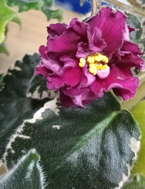  - Violete din semințe 1