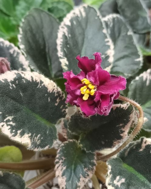  - Violete din semințe 1