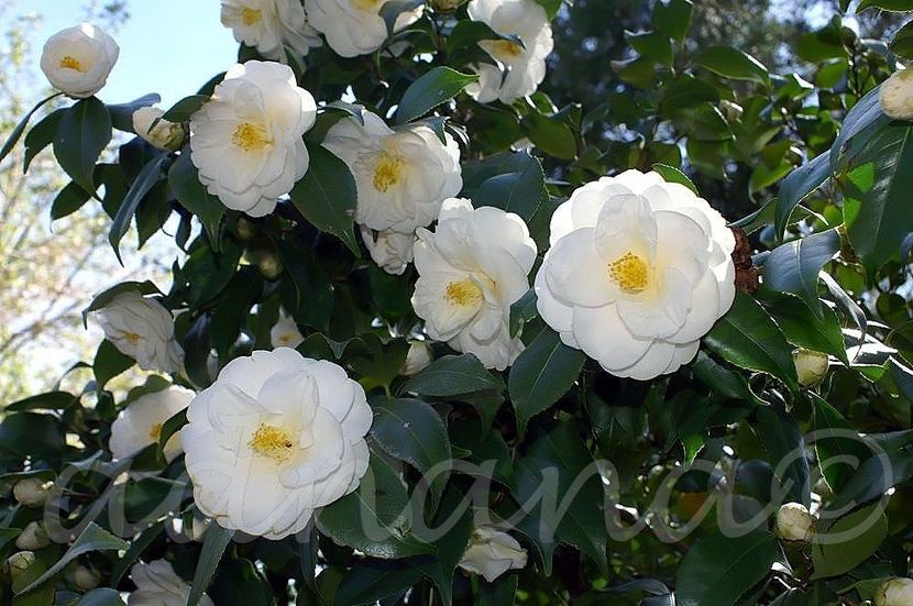  - 2024 - Planta Camelia - Camellia Japonica - Vandut