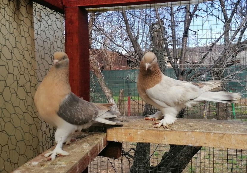 FM 2022 - Jucători de Takla 2021