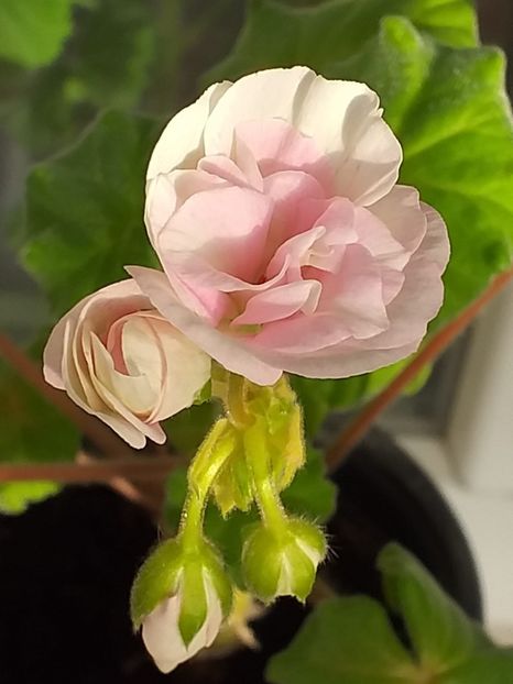 Och-Madpearl Rose - Muscate 2023