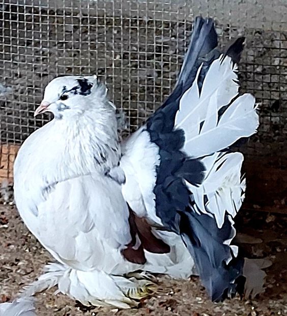 Mascul 2020 - Voltati indieni - Vanduti sau donati