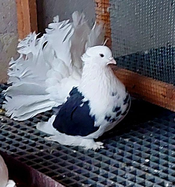 Femela 2020 - Voltati indieni - Vanduti sau donati