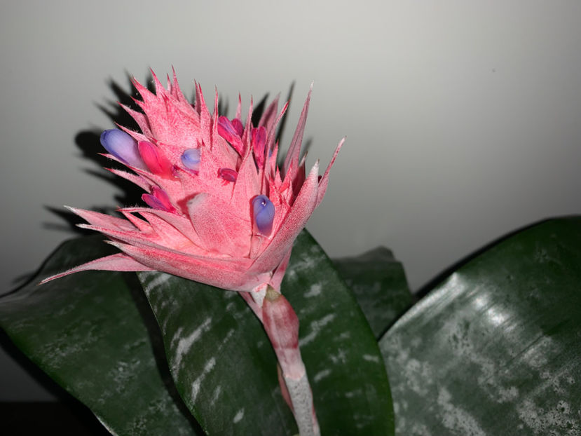  - Plante de interior 2023