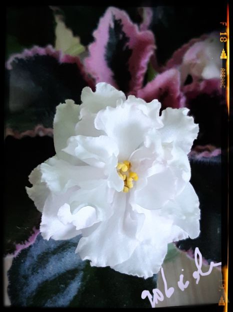 LE Greenland - AA violete africane de colectie