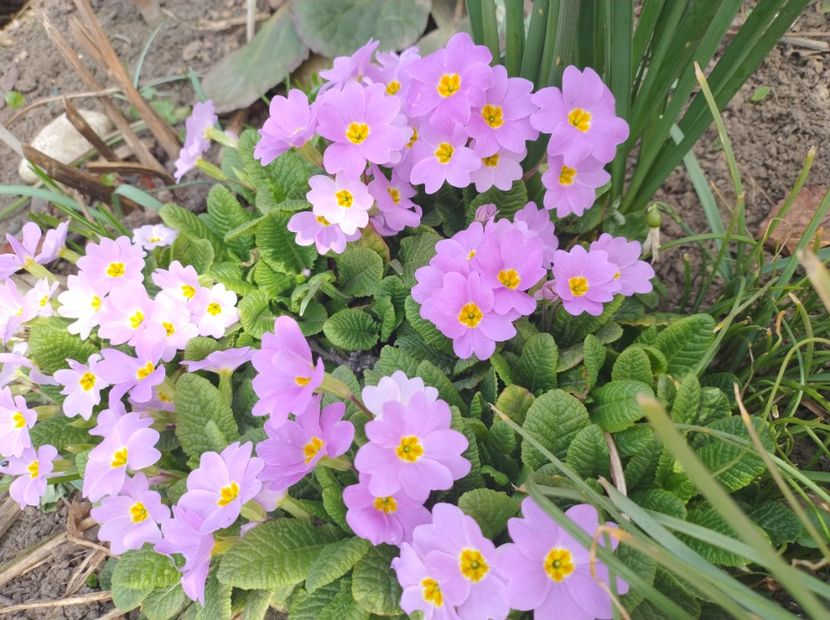  - Flori de gradina-2023