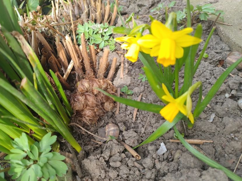  - Flori de gradina-2023