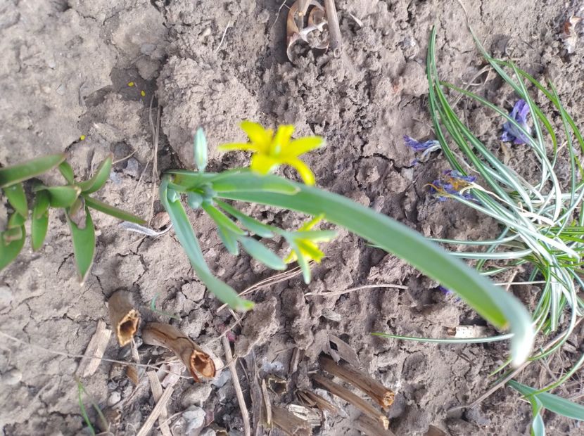  - Flori de gradina-2023