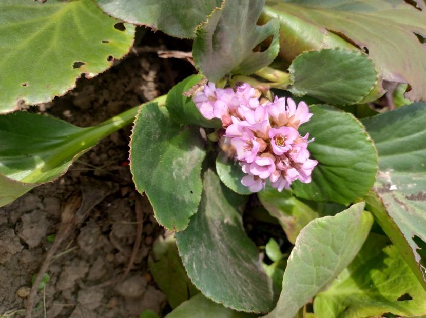  - Flori de gradina-2023