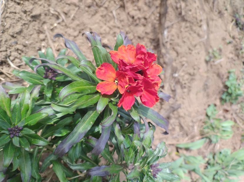  - Flori de gradina-2023