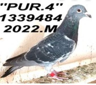 pur.84 M - Copy - 2 MATCA 2023