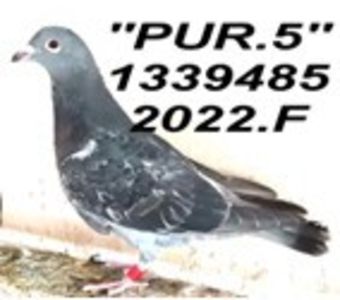pur.85.F - Copy - 2 MATCA 2023