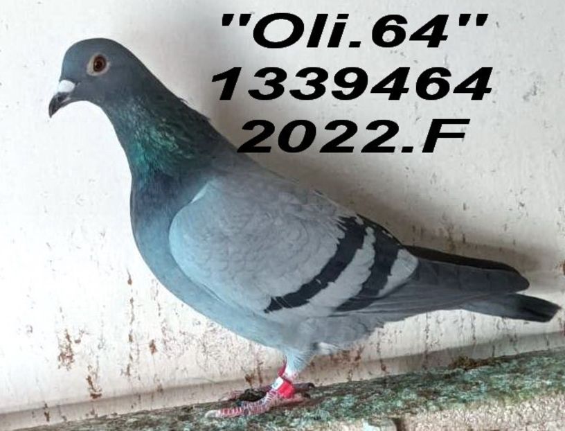 2022.1339464.F       OLI.64 - Copy - 2 MATCA 2023