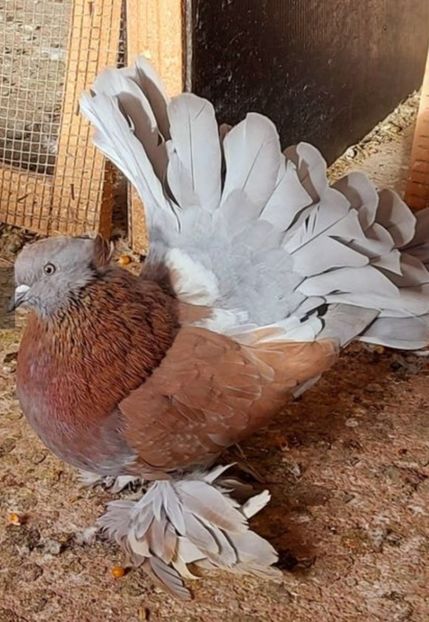 Femela 2020 - Voltati indieni - Vanduti sau donati