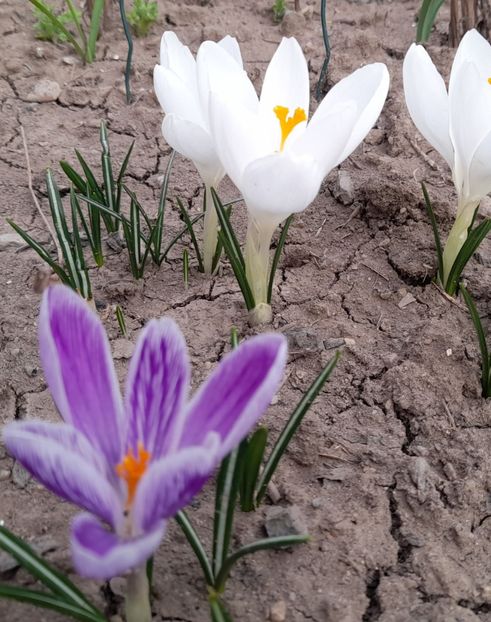  - 1 Bucurii nemuritoare 2023